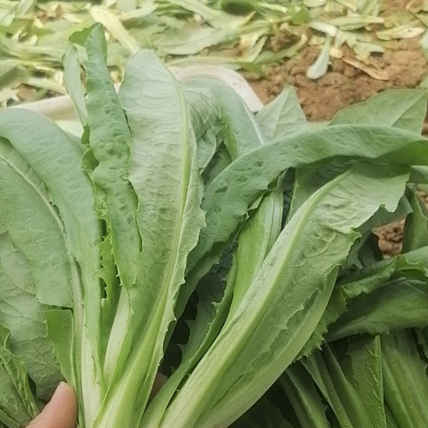 Traditional Tender Youmai Cai Seeds, 10g