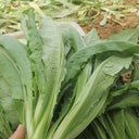 Traditional Tender Youmai Cai Seeds, 10g
