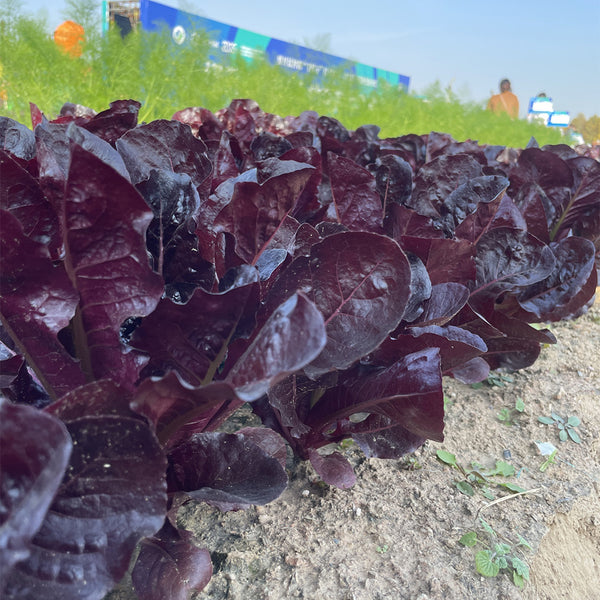 Purple Leaf Romaine Lettuce Seeds, 3g