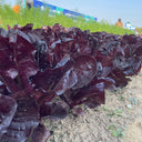 Purple Leaf Romaine Lettuce Seeds, 3g
