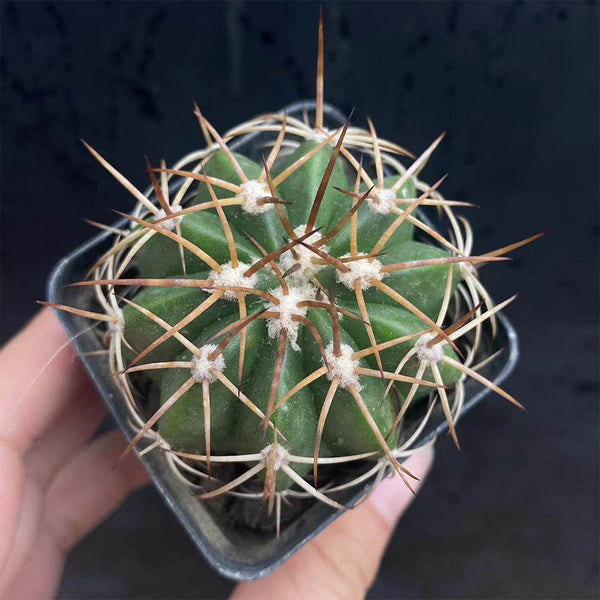 Melocactus azureus, 3-4cm