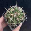 Melocactus azureus, 3-4cm