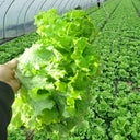 'Dasusheng' Lettuce Seeds, 10g