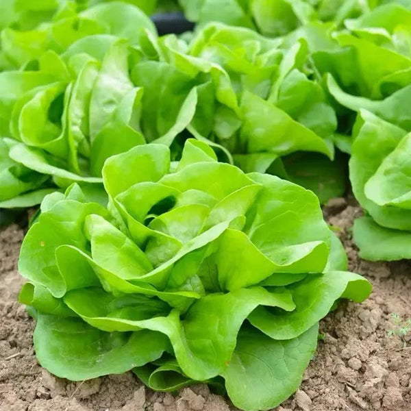 Jiemei Butter Leaf Lettuce, 2000 Seeds