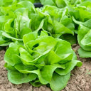 Jiemei Butter Leaf Lettuce, 2000 Seeds