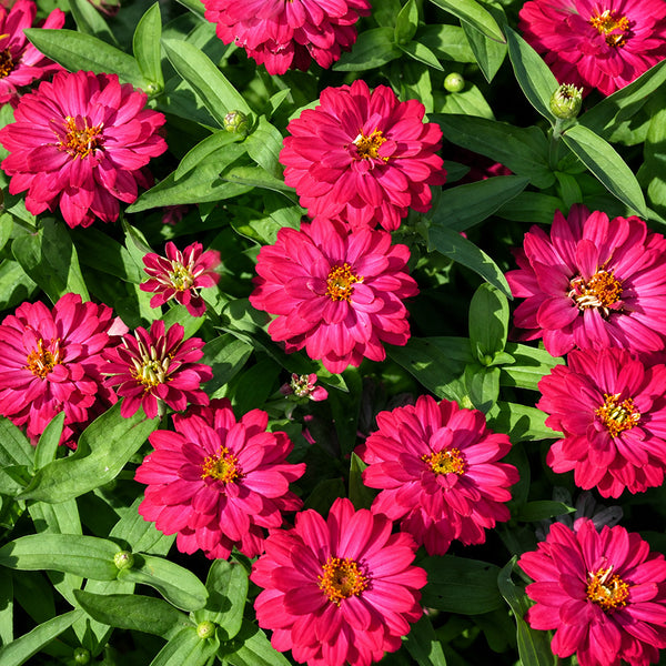 W1338 Double Zahara Cherry Zinnia, 5 Seeds