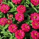 W1338 Double Zahara Cherry Zinnia, 5 Seeds