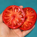 104 Dwarf Waratah Tomato, 5 Seeds