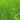 Creeping Bentgrass Seeds, 30 Grams ≈ 6500 Seeds