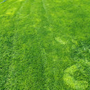 Creeping Bentgrass Seeds, 30 Grams ≈ 6500 Seeds