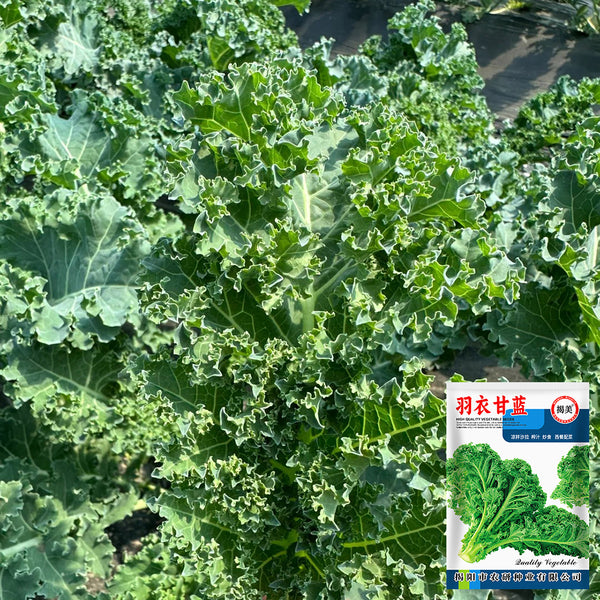 Curly Kale Seeds, 200 Seeds