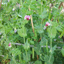'Improved 604' Snow Pea Seeds, 30g