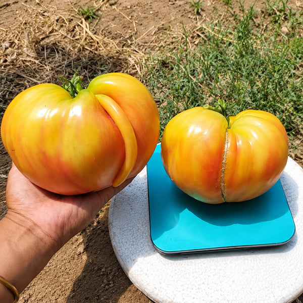 36 Pomaranch Tomato, 5 Seeds
