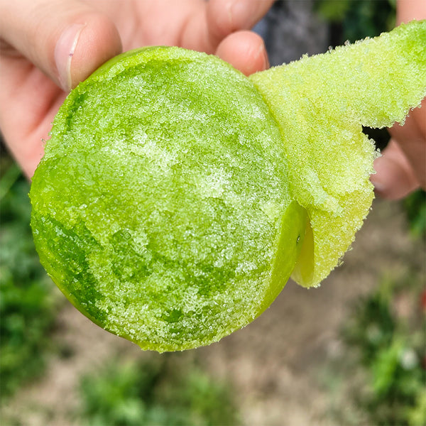 U2613 Green Persimmon Tomato, 100 Seeds