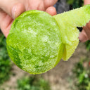U2613 Green Persimmon Tomato, 100 Seeds