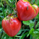 Russian Pink Oxheart Tomato Seeds, 3 Seeds