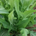 Ixeris Chinensis Seeds, 200 Seeds
