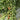 577 Eden No. 2 Tomato, 5 Seeds