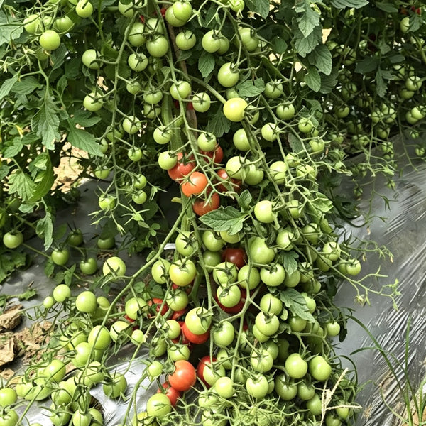 577 Eden No. 2 Tomato, 5 Seeds