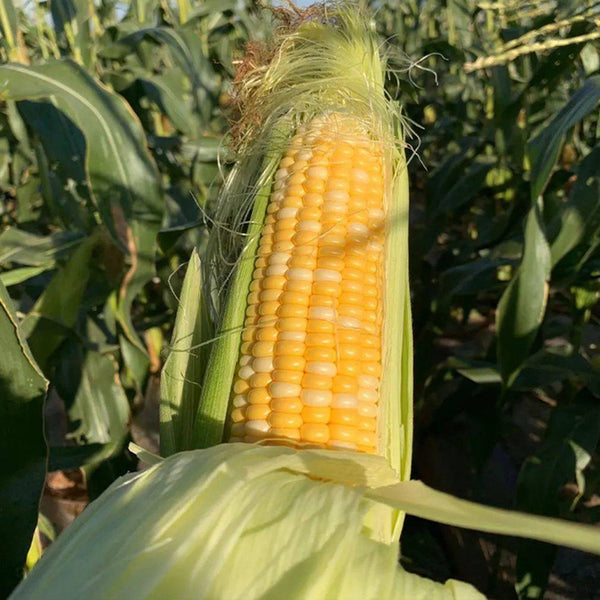 'Etianyu No.3' Corn Seeds