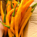 Golden Tribute Pepper, 1g