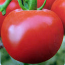 Belia Tomato Seeds, 30 Seeds