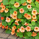 Peach Blossom' Nasturtium Seeds, 50 Seeds