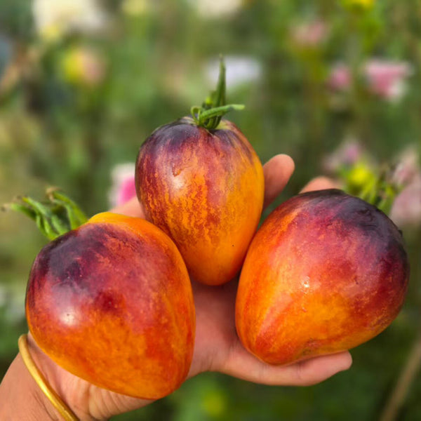 826 Fiery Red Comet Tomato, 5 Seeds