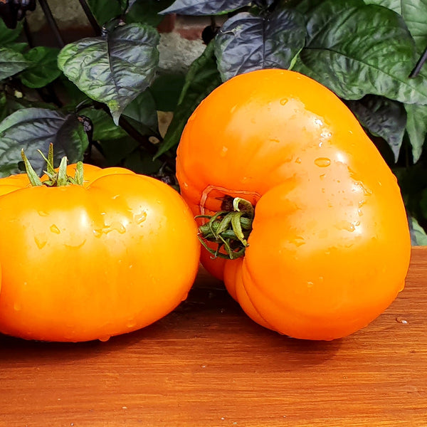 'Peaches and Cream' Tomato Seeds, 5 Seeds