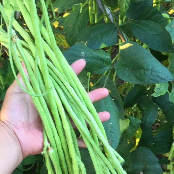 Ganzhimei Yardlong Bean Seeds, 5 × 50-seed Bags