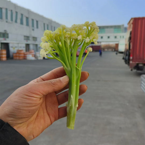 Sweet & Crisp Sprouting Cauliflower No.1 Hybrid Seeds, 30 Seeds