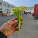 Sweet & Crisp Sprouting Cauliflower No.1 Hybrid Seeds, 30 Seeds