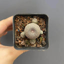Rebutia heliosa, 2-3cm