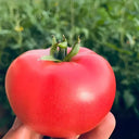 Alas No.9 Hybrid Pink Tomato Seeds, 50 Seeds