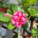 Mixed Color Desert Rose, 20 Seeds