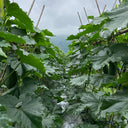 Black Skin Winter Melon Seeds, 50 Seeds