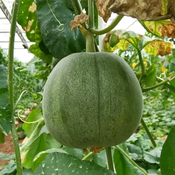 Xin Meiyu F1 Melon Seeds, 10g