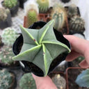 Pentagonal Glazed Bishop's Cap Live Cactus