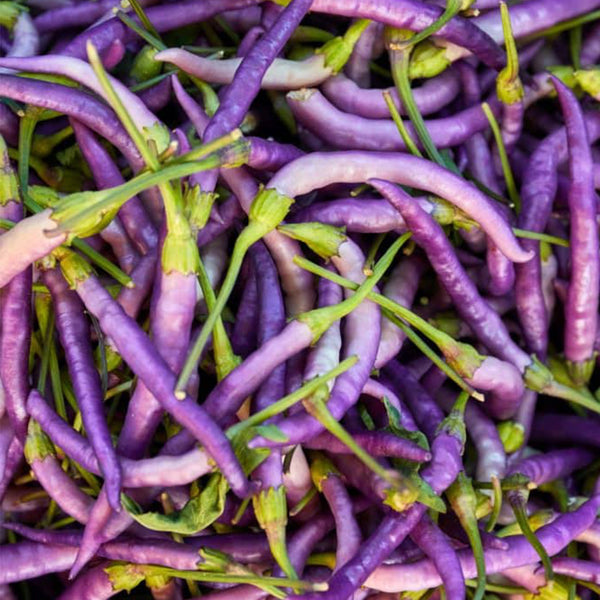 Cayenne Purple Pepper, 10-20 Seeds