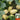 Qingzhou Silver Melon Seeds, 1g