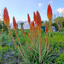 Torch Lily, 100 Seeds
