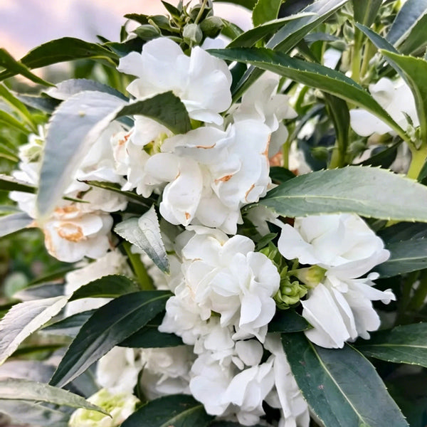 Camellia-Flowered Balsam (Mixed Colours) Seeds, 1g