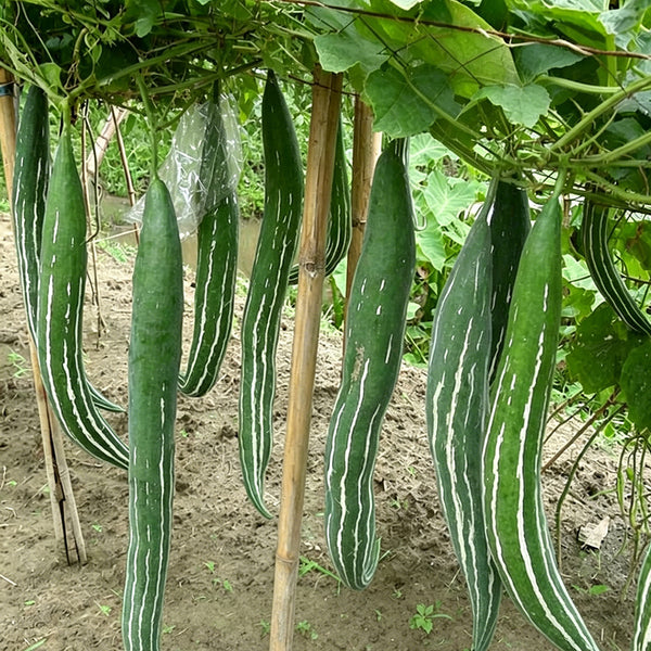 Argentina Snake Gourd, 10 Seeds