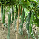 Argentina Snake Gourd, 10 Seeds