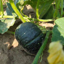 Tianbei No.6 Pumpkin, 50 Seeds