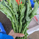 Lvyou No.12 Youcaitai Seeds, 10g
