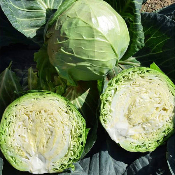 Xingyou Zhonggan 11 Cabbage, 1000 Seeds