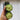 'Holland Spring-Autumn Shiny Pioneer' F1 Cucumber Seeds, 25g