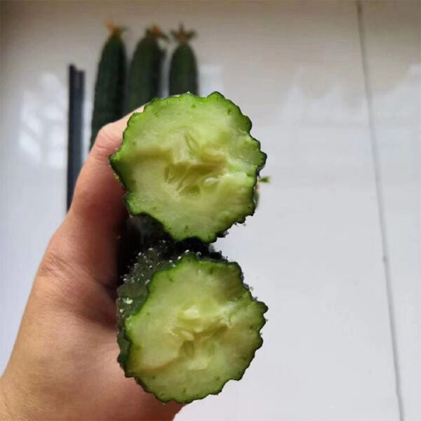 'Holland Spring-Autumn Shiny Pioneer' F1 Cucumber Seeds, 25g