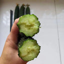 'Holland Spring-Autumn Shiny Pioneer' F1 Cucumber Seeds, 25g